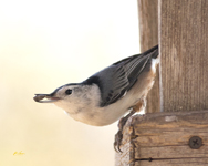 White breasted Nuthatch 5120